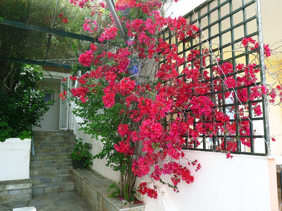 Hotel Vicky II Plomari Exterior photo